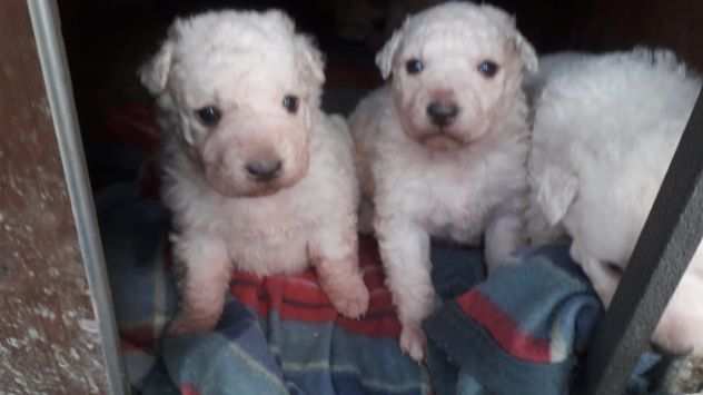 cuccioli meravigliosi in adozione