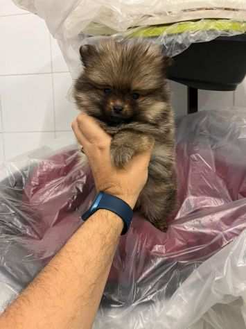 Cuccioli nano di spitz della pomerania subito disponibile