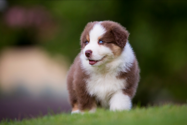 CUCCIOLI PASTORE AUSTRALIANO - ALLEVAMENTO