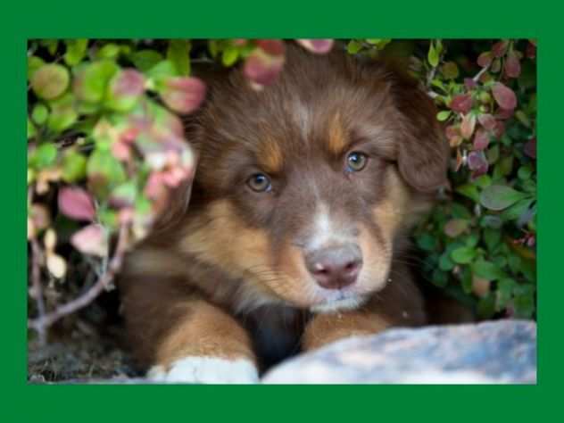 CUCCIOLI PASTORE AUSTRALIANO - ALLEVAMENTO