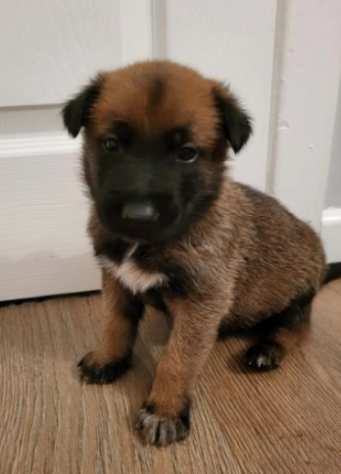 Cuccioli pastore belga malinois