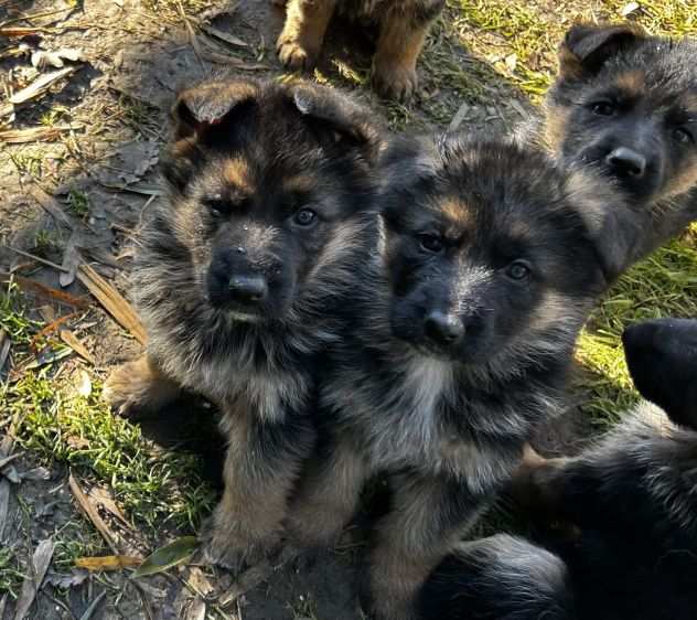 CUCCIOLI PASTORE TEDESCO