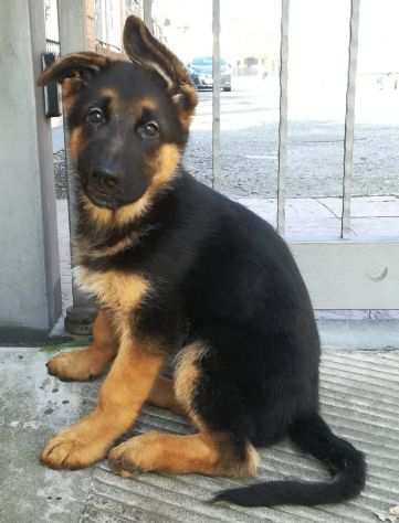 Cuccioli Pastore Tedesco