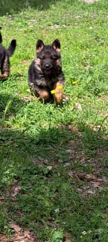 Cuccioli pastore tedesco