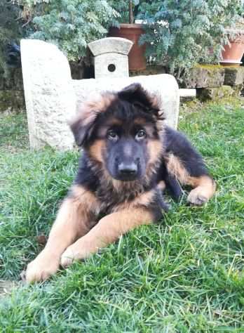 Cuccioli Pastore Tedesco