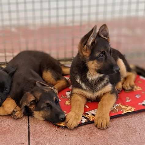 Cuccioli pastore tedesco