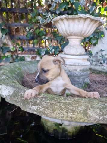 Cuccioli Pitbull con pedigree