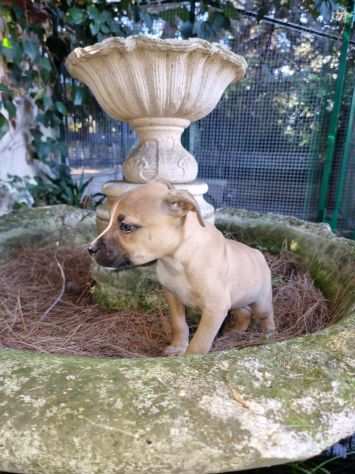 Cuccioli Pitbull con pedigree