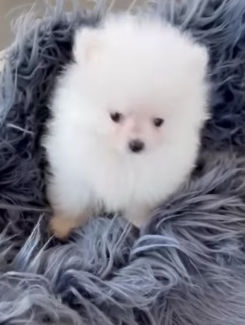 Cuccioli Pomerania mini