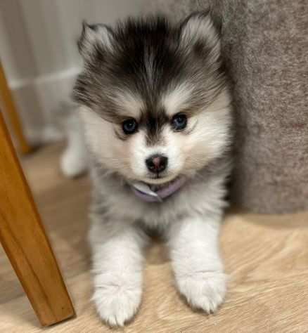 cuccioli pomsky