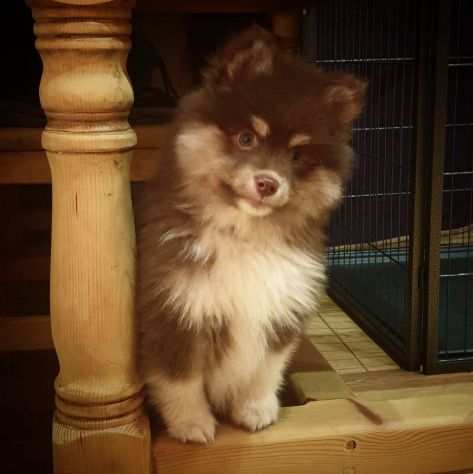 cuccioli pomsky