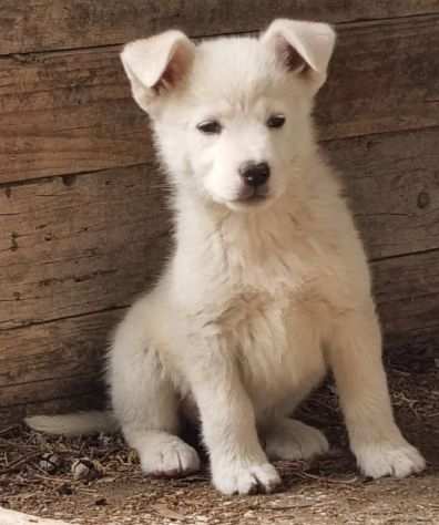 Cuccioli quasi 3mesi tg media e medio piccola SICILIA SOS