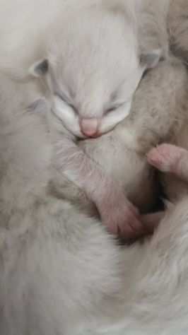 Cuccioli ragdoll