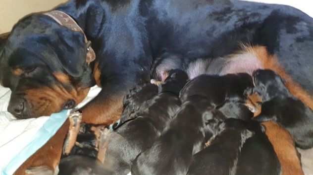 Cuccioli Rottweiler