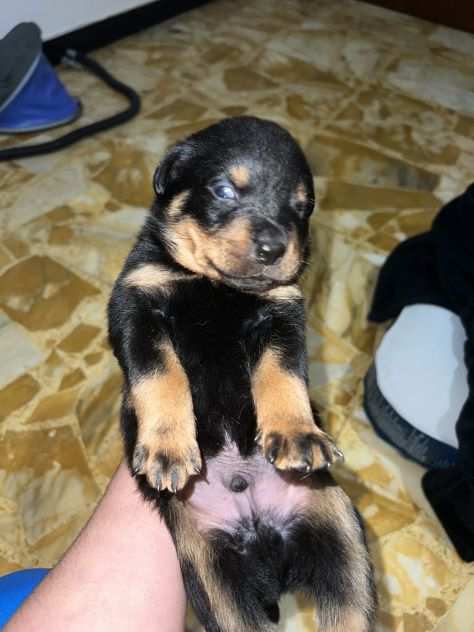 Cuccioli rottweirel