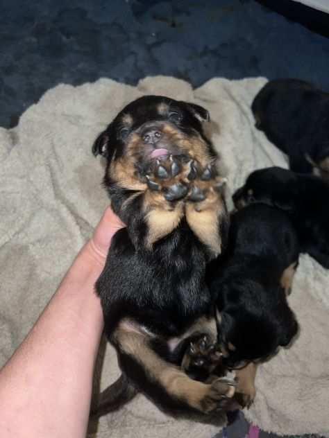 Cuccioli rottweirel