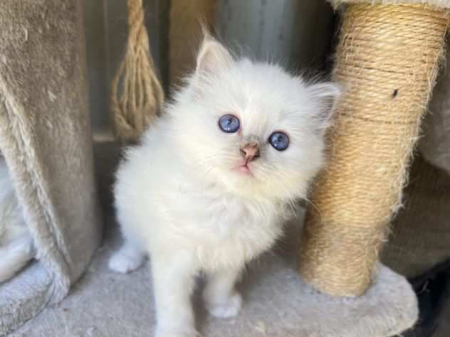 Cuccioli sacro di birmania