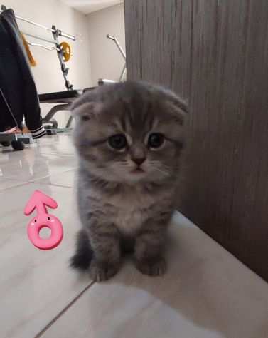 Cuccioli Scottish Fold e Straight