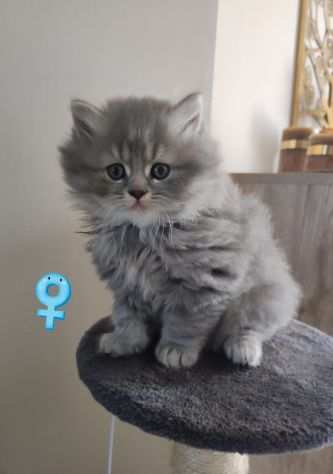 Cuccioli Scottish Fold e Straight