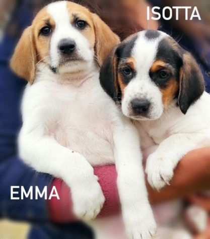 CUCCIOLI SIMIL BEAGLE IN ADOZIONE EMMA, ISOTTA, LAPO e ORLANDO