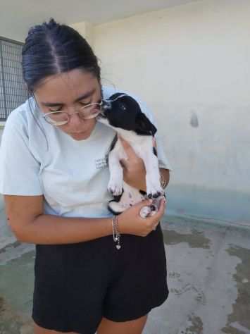 Cuccioli simil lupetto abbandonati in canile