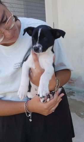 Cuccioli simil lupetto abbandonati in canile