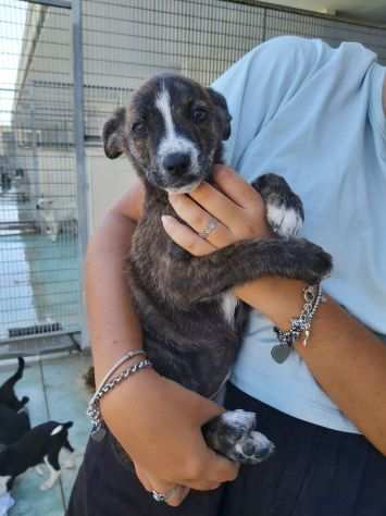 Cuccioli simil lupetto abbandonati in canile