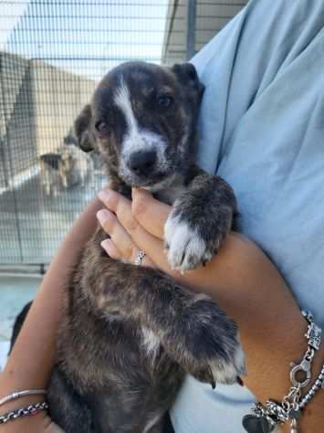 Cuccioli simil lupetto abbandonati in canile