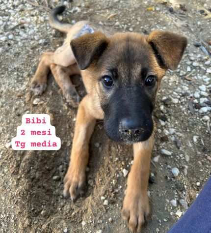 CUCCIOLI SOLI IN RIFUGIO