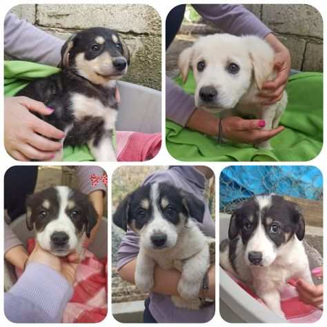 Cuccioli taglia media cercano casa