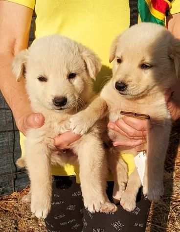 Cuccioli taglia medio contenuta cercano casa