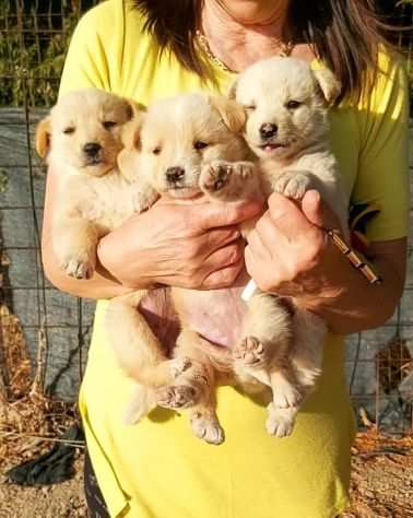 Cuccioli taglia medio contenuta cercano casa