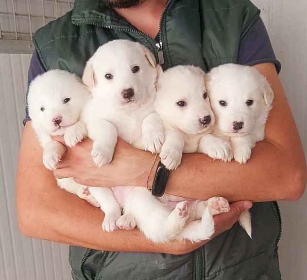 Cuccioli taglia medio contenuta cercano casa