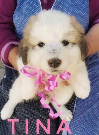 Cuccioli taglia medio grande cercano casa