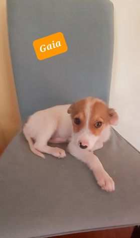 Cuccioli taglia piccola cercano casa