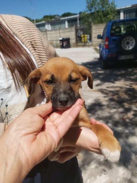 Cuccioli taglia piccola cercano casa