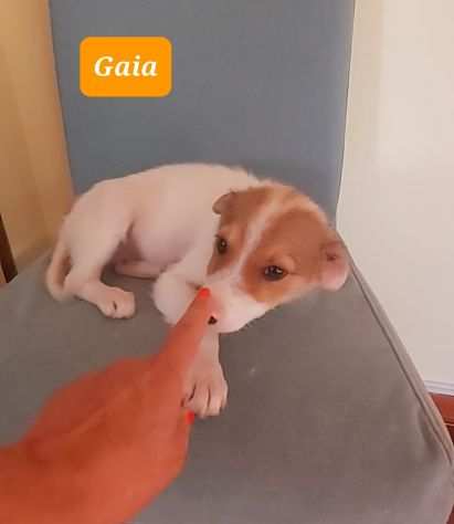 Cuccioli taglia piccola in adozione