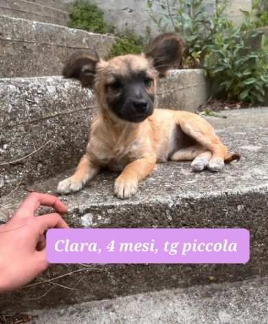 Cuccioli taglia piccola in adozione