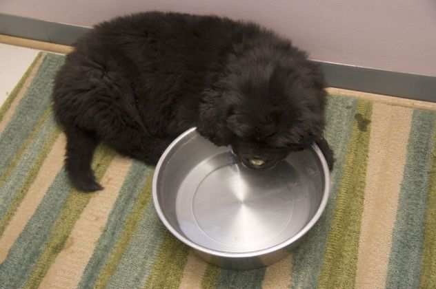 Cuccioli Terranova maschio e femmina