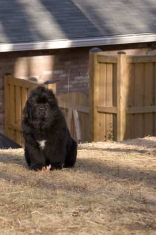 Cuccioli Terranova maschio e femmina