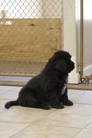 Cuccioli Terranova maschio e femmina