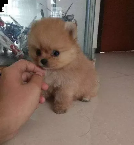 Cuccioli volpino spitz