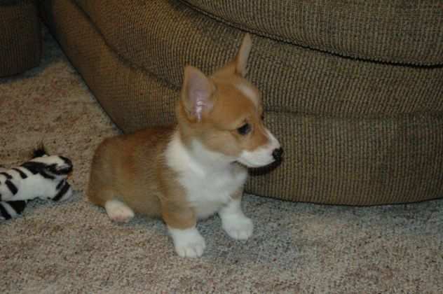 Cuccioli Welsh Corgi maschio e femmina