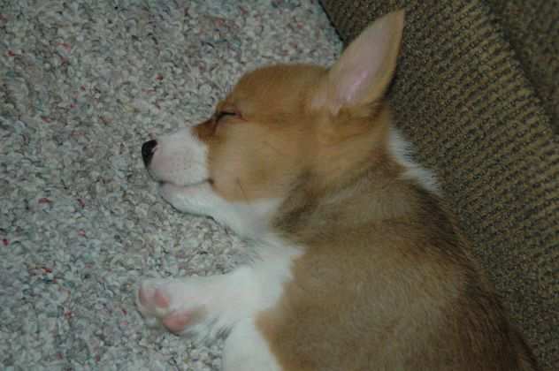 Cuccioli Welsh Corgi maschio e femmina