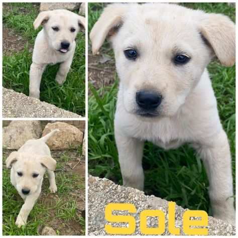 Cucciolini in adozione cercano casa