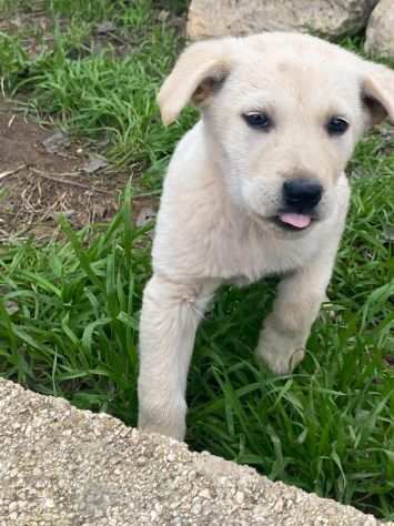 Cucciolini in adozione cercano casa