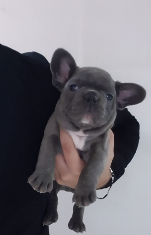 Cucciolino di colore blu bulldog francese