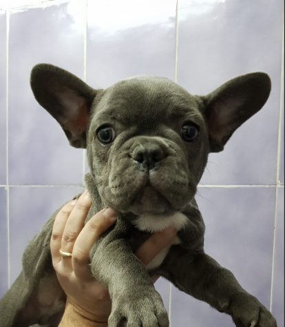 Cucciolino subito pronto bulldog francese BLU completamente vaccinato