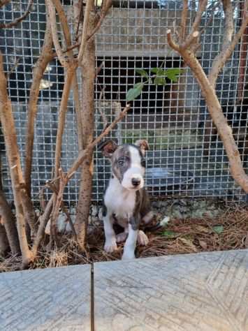 Cucciolo Amstaff Tigrato - Blu con pedigree