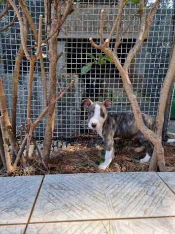 Cucciolo Amstaff Tigrato - Blu con pedigree